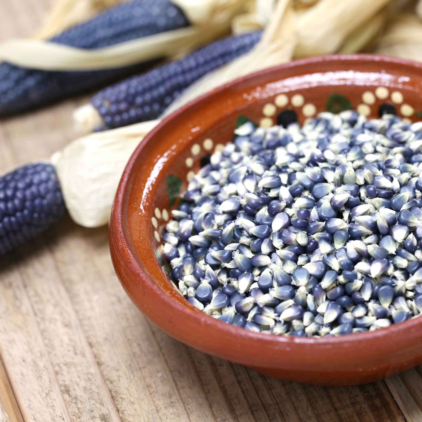 A close-up of dark kernels of blue hopi corn on a cob, with some lighter blue and white kernels mixed in.