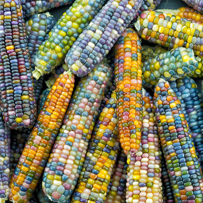 A group of Glass Gem corn cobs showcasing the multicolored kernals.
