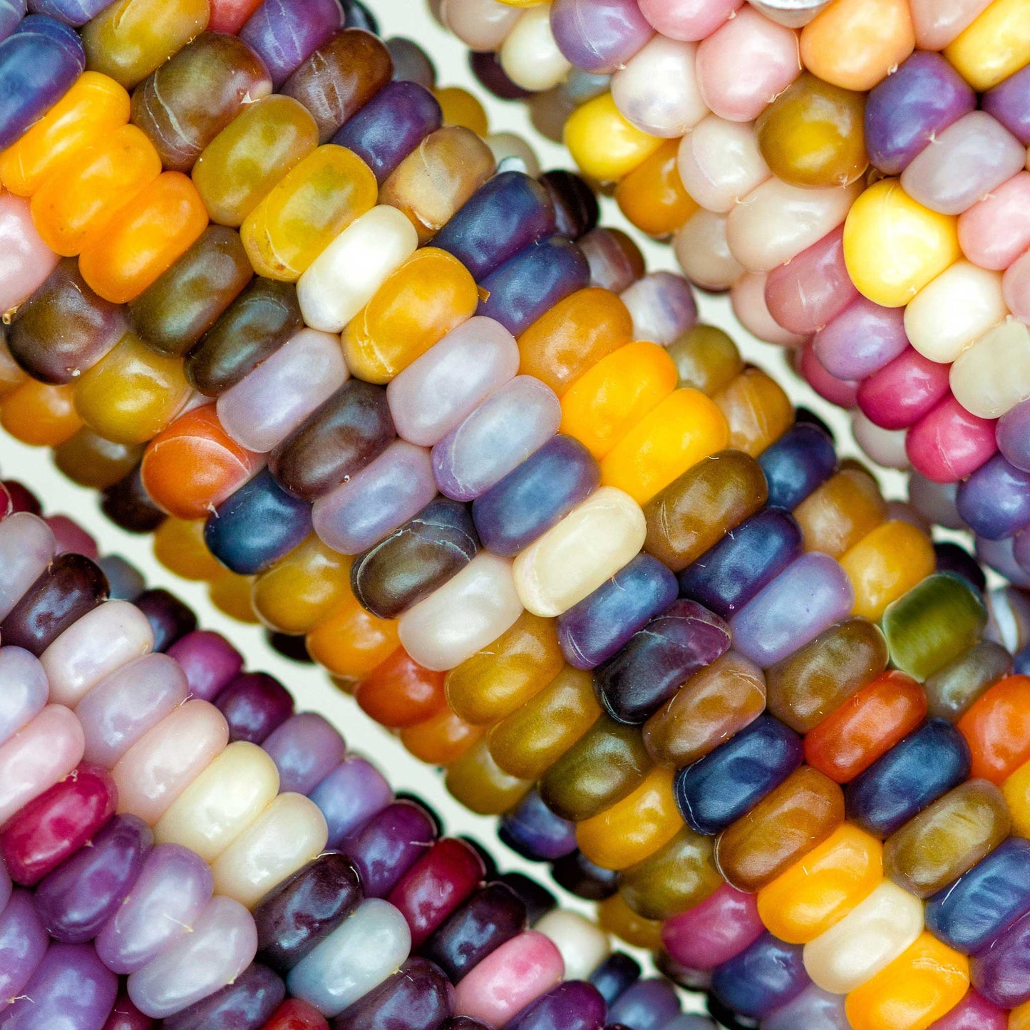 Close-up of multicolored glass gem corn kernels on a cob, showcasing vibrant, translucent hues.