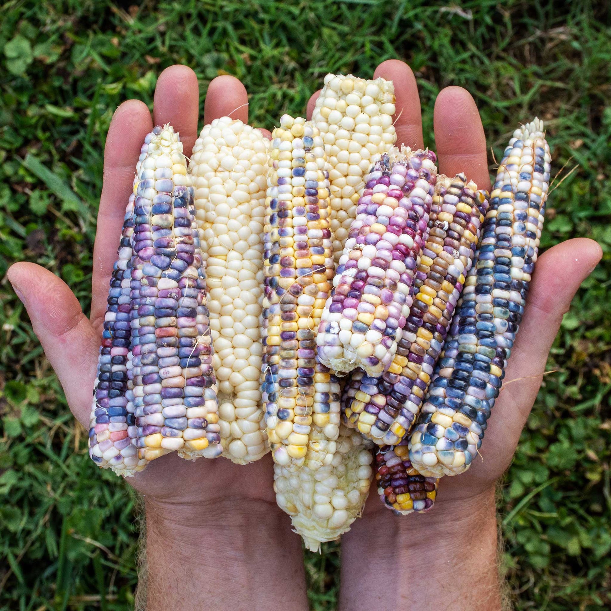 A group of Glass Gem corn cobs showcasing the multicolored kernals.
