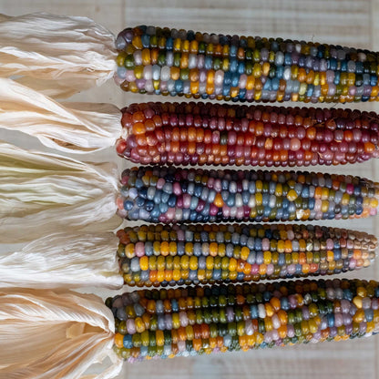 A group of Glass Gem corn cobs showcasing the multicolored kernals.