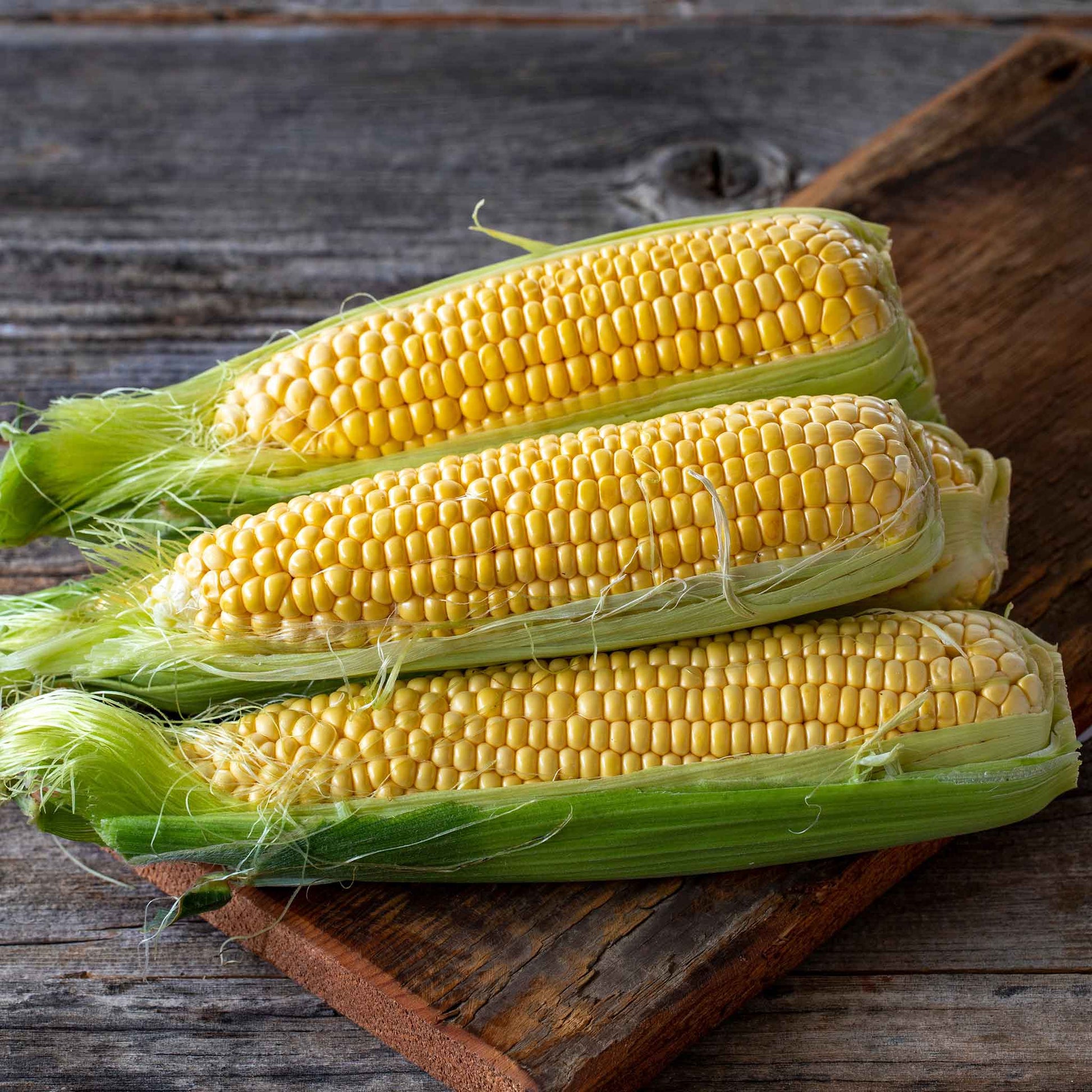 Golden Bantam 8 Row corn on the cob, with bright yellow kernels, still in the husk.