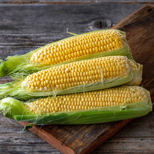 Golden Bantam 8 Row corn on the cob, with bright yellow kernels, still in the husk.