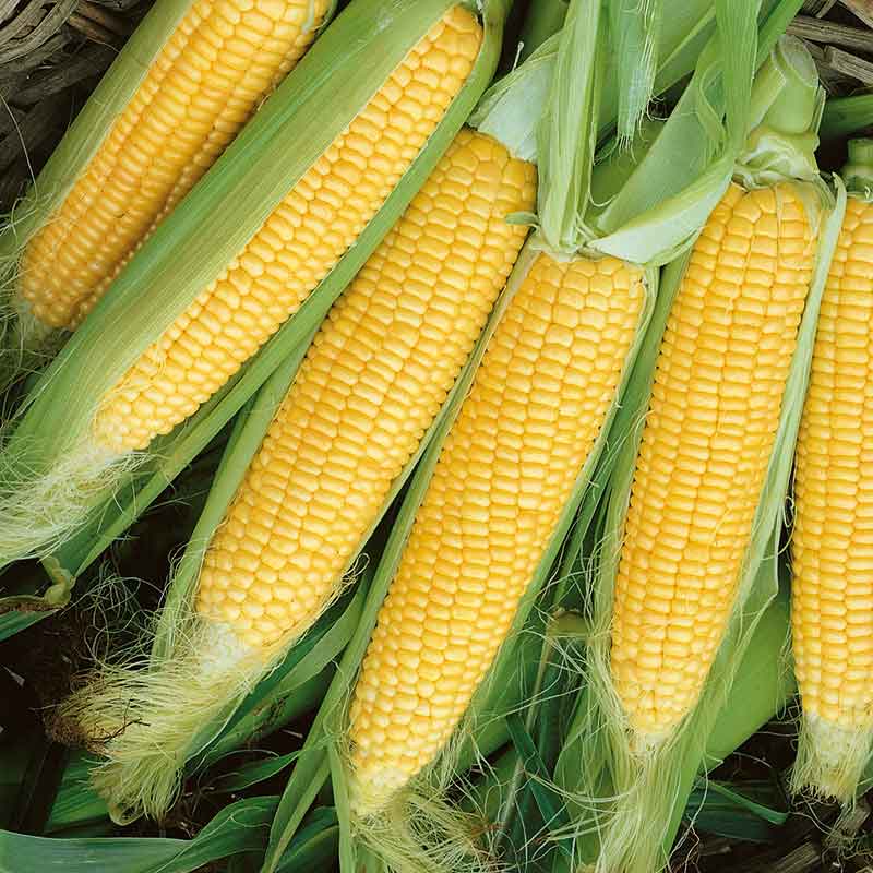 Several perfectly formed ears of yellow "Golden Beauty" corn kernels against a soft, light background.
