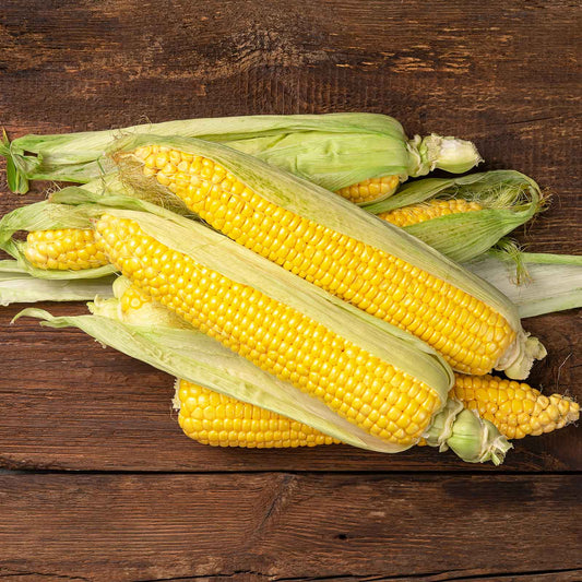 Close-up of a Jubilee yellow corn with green husks, showcasing the kernels.