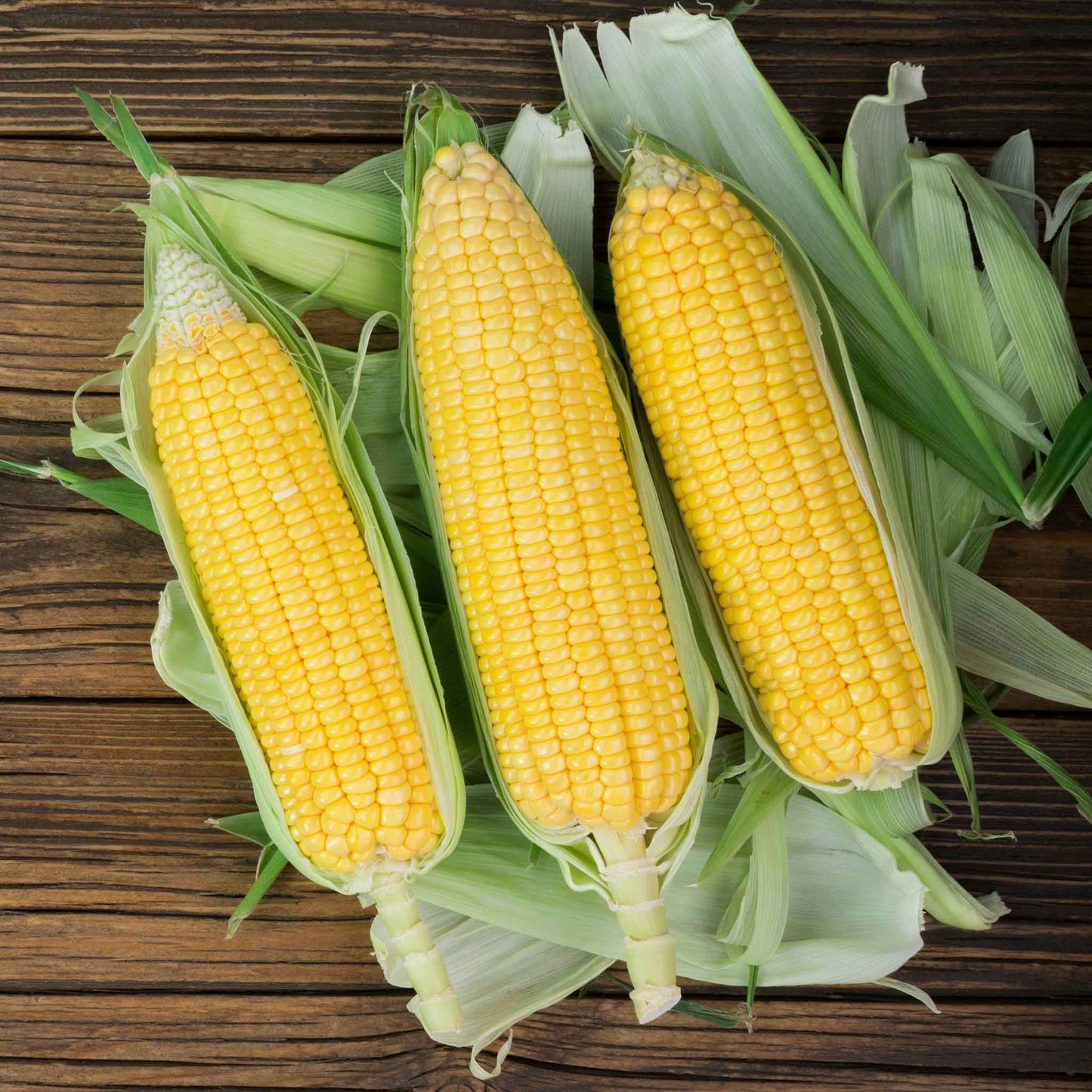 A close-up of a three ears of yellow NK 199 corn with green husks, showcasing the tightly packed kernels.