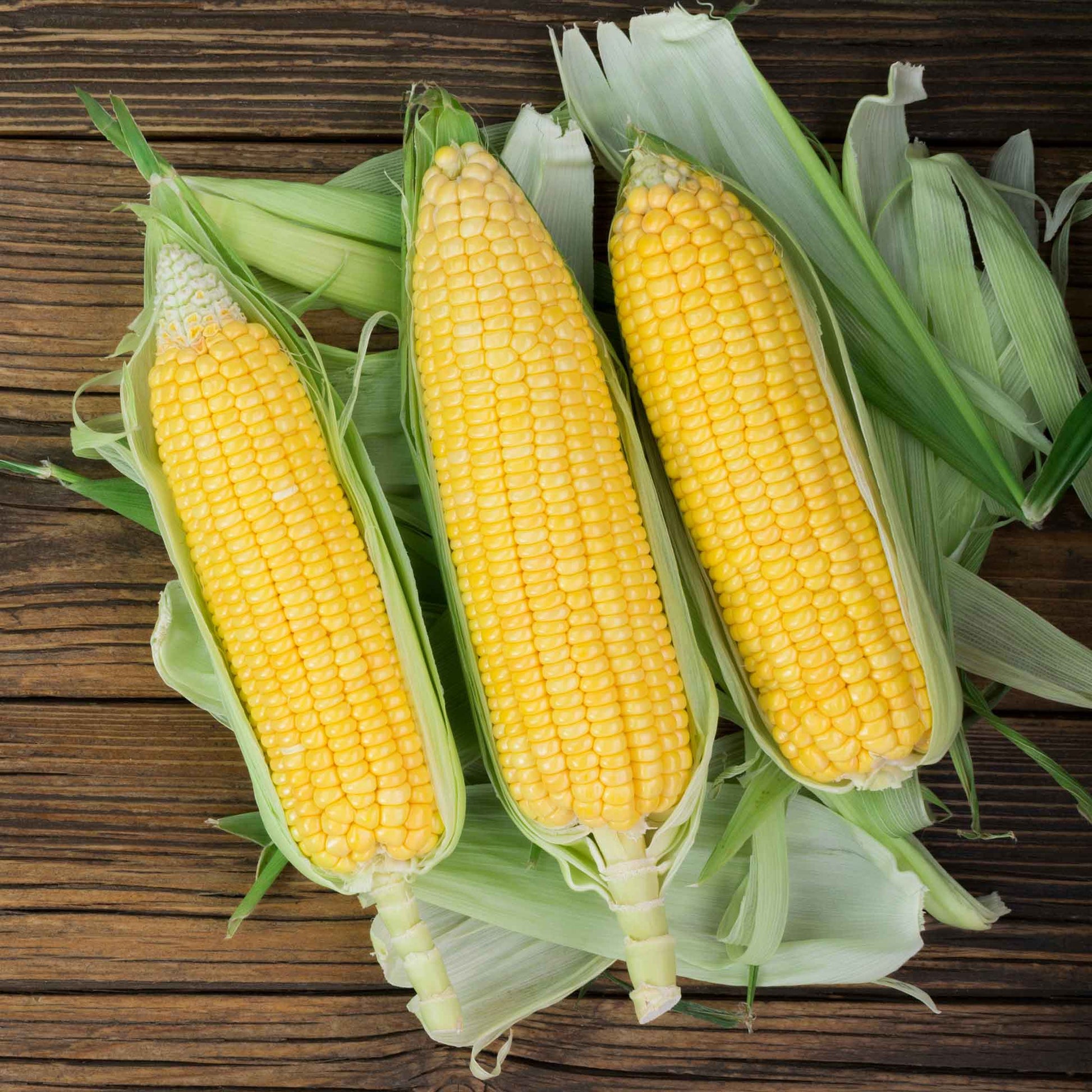 A close-up of a three ears of yellow NK 199 corn with green husks, showcasing the tightly packed kernels.