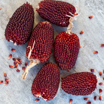 A close-up of a group of small, red, ripe strawberry popcorn cobs on a neutral background.