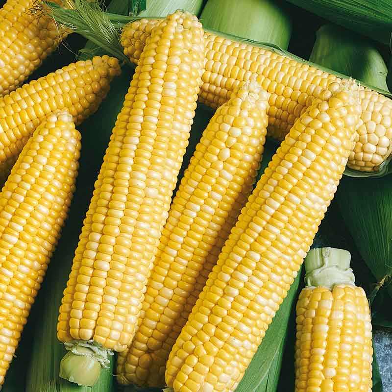 A close-up view of Peaches & Cream ears of corn, with some kernels visible on the cob.