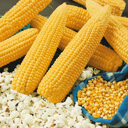Grow your own popcorn cobs next to popcorn seeds and popped popcorn kernals.