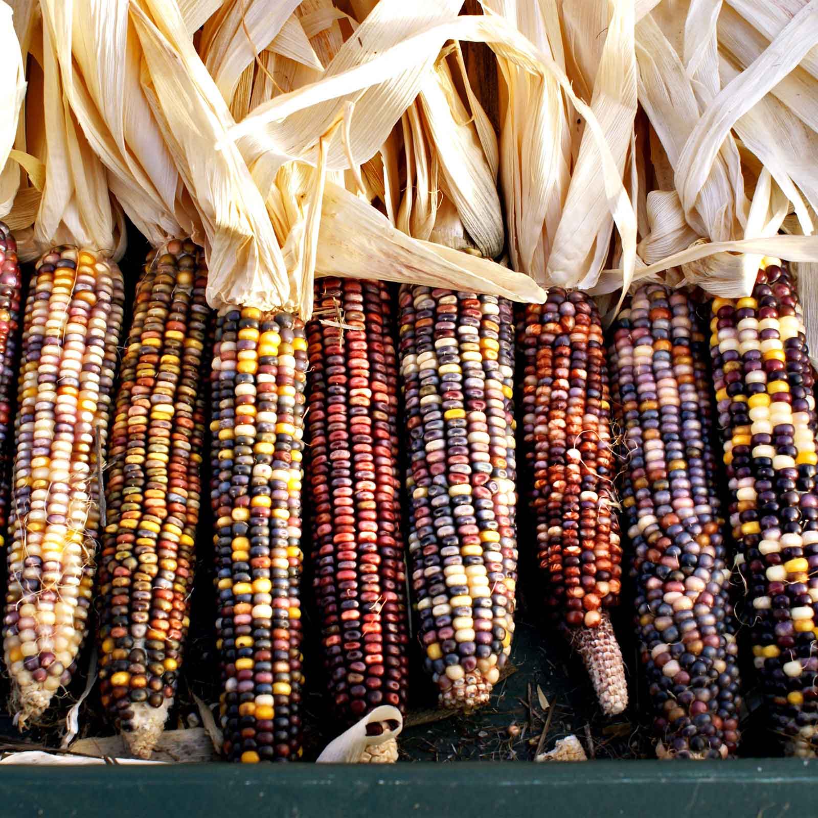 Close-up of Rainbow Mix corn kernels on several cobs, showcasing vibrant reds, yellows, and blues.