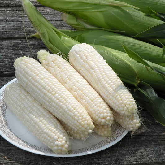 An ear of "Silver Queen" corn with white kernels, on a plate with green husks in the background.