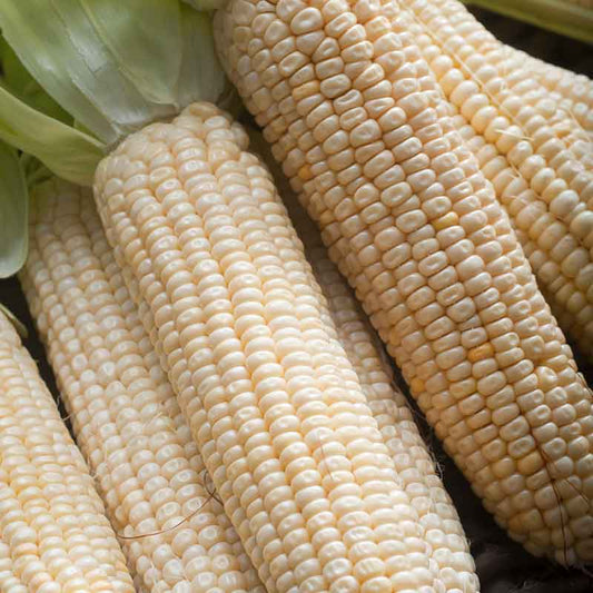 Stowells Evergreen corn cobs with rows of creamy white kernels and pale green husks