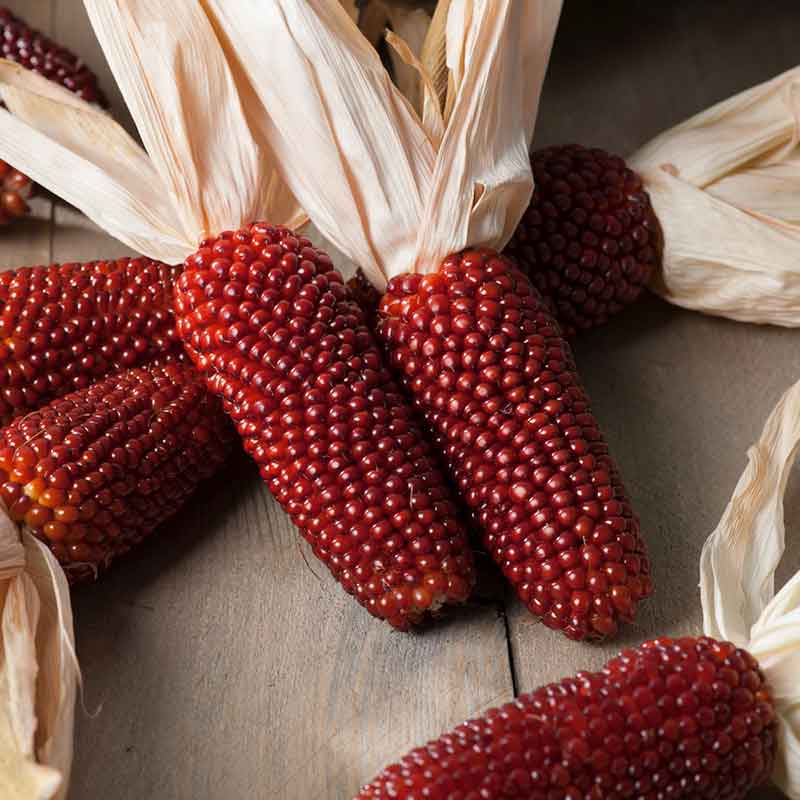 Red corn kernels, like small strawberries, on a husked Strawberry Popcorn cob. | copyright: Floramedia UK Ltd