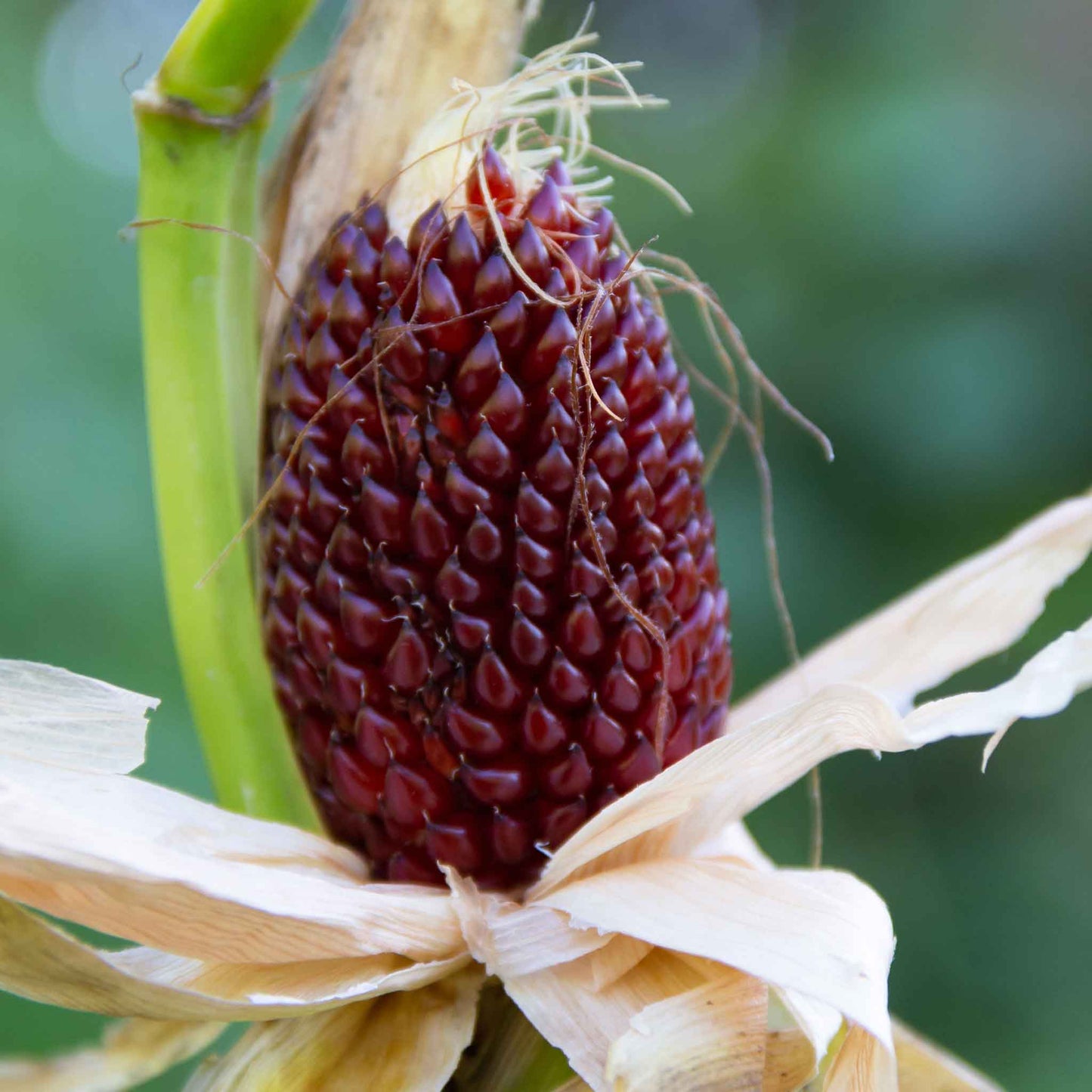 A close-up of a group of small, red, ripe strawberry popcorn cobs on a stalk.