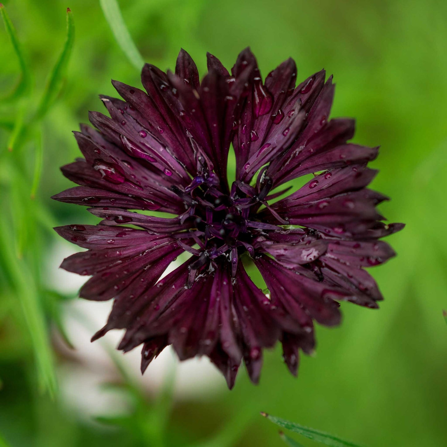 Dark purple almost black cornflower bloom against a blurred green background.