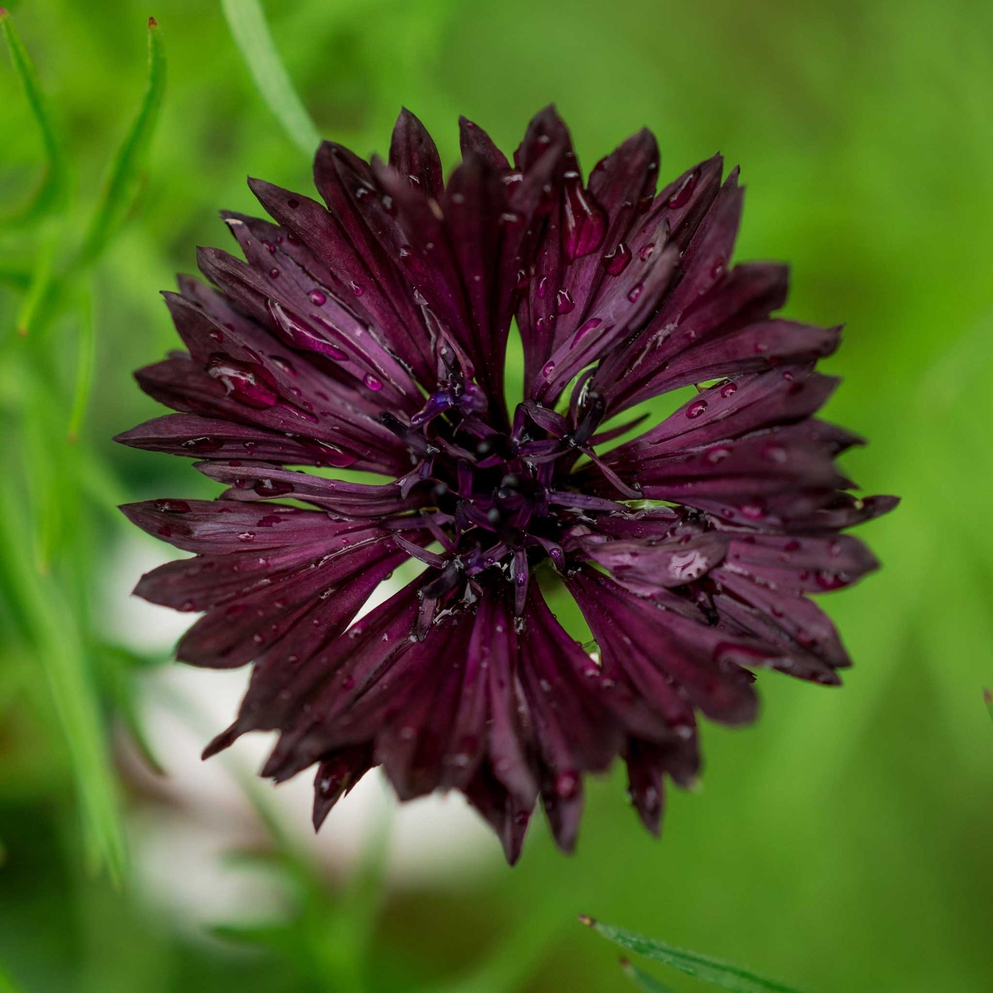Dark purple almost black cornflower bloom against a blurred green background.
