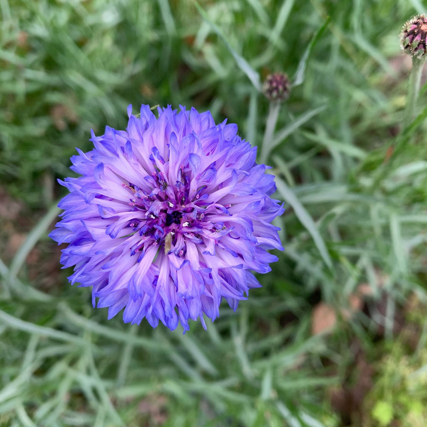Purple-blue dwarf cornflower bloom against a blurred green background.
