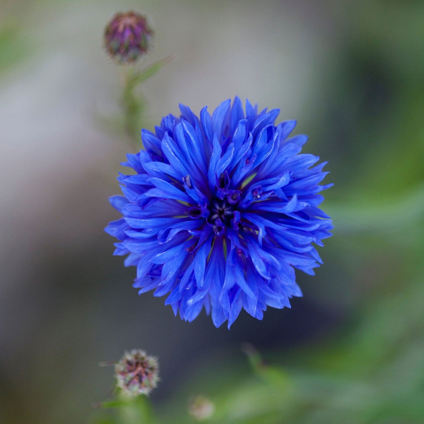 Blue dwarf cornflower with detailed petals against a soft blurred green background.