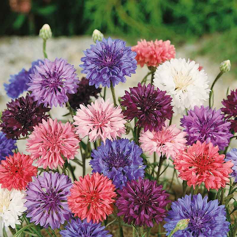 Pink, purple, and red dwarf mix cornflowers blooming against a blurred green background.