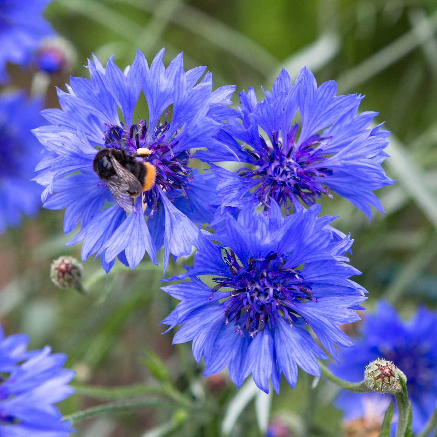 Blue early victory cornflower with yellow center against a blurred green background.