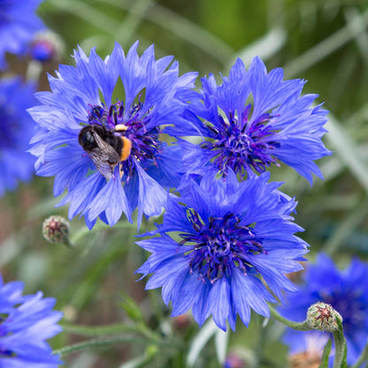 Blue early victory cornflower with yellow center against a blurred green background.
