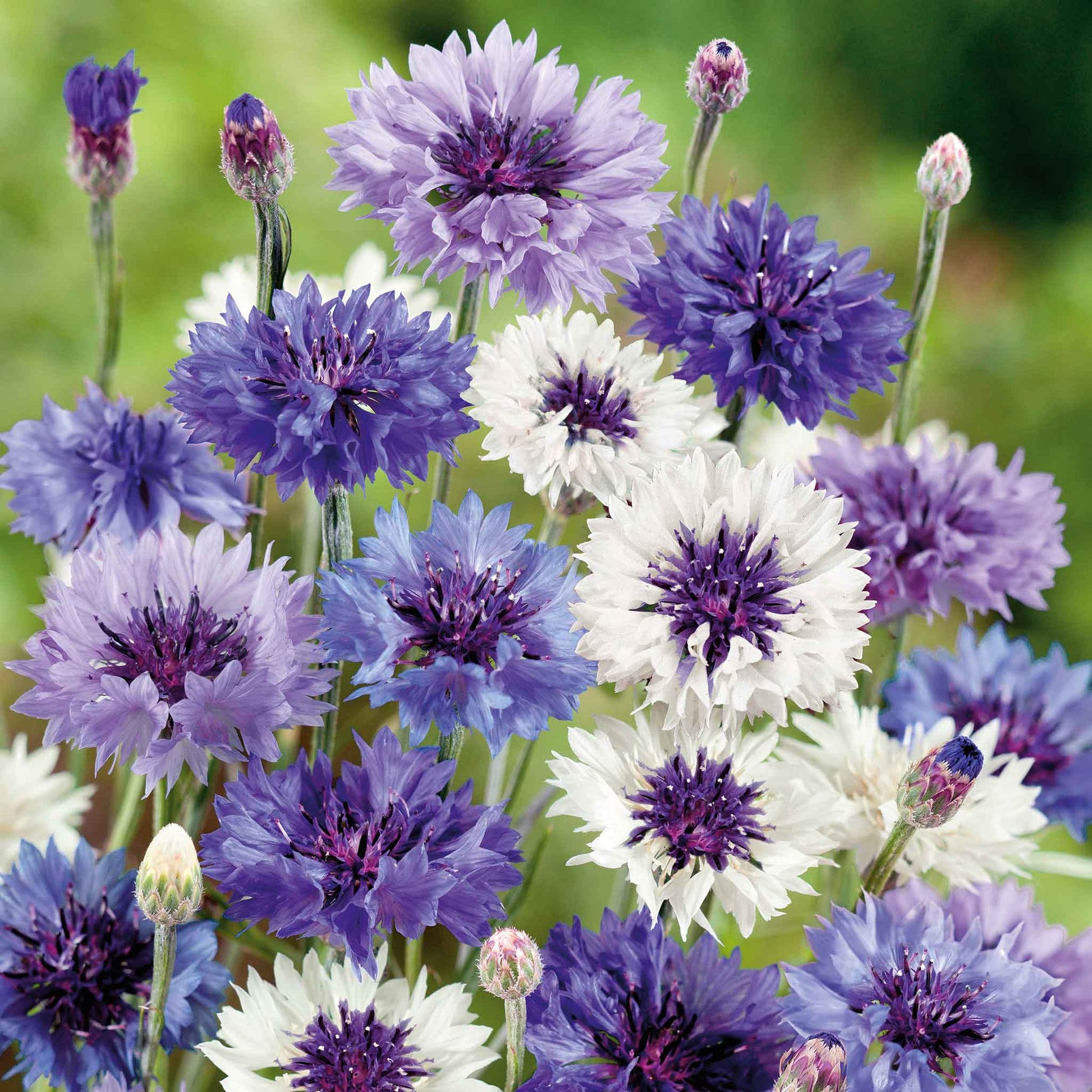 Pink, blue, and white fantastic mix cornflowers blooming in a green garden field.