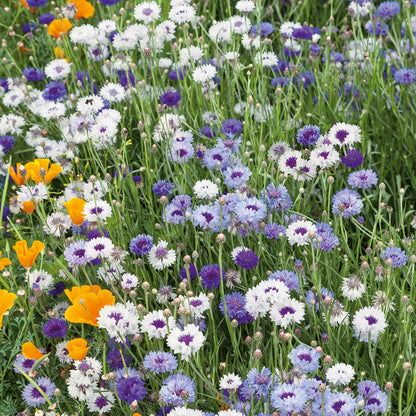 Blue and white fantastic mix cornflowers growing across a bright open garden field.