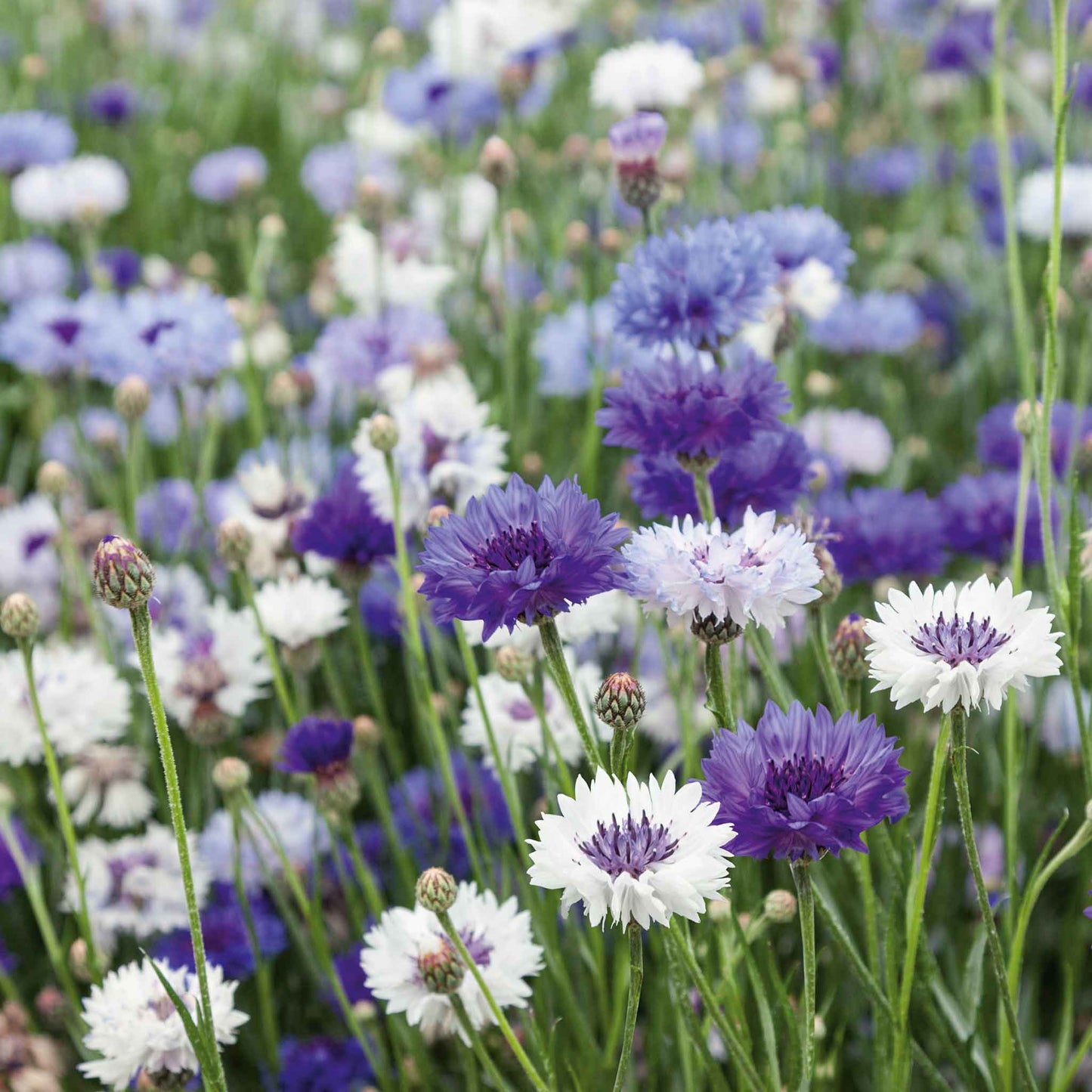 Purple, pink, and white fantastic mix cornflowers growing in a sunny garden field.