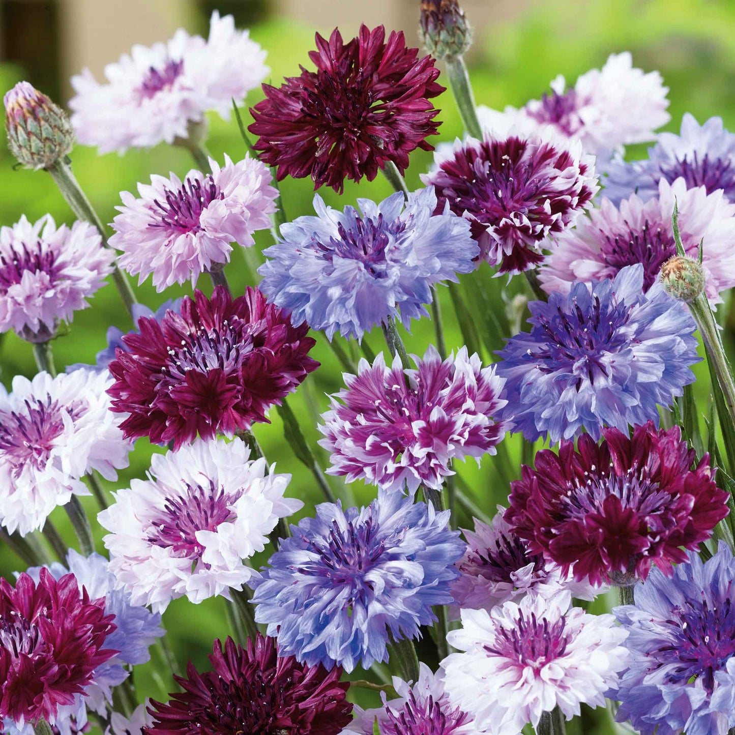 Purple and white frosty mix cornflowers with dark blooms against a plain background.