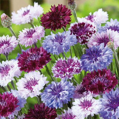 Purple and white frosty mix cornflowers with dark blooms against a plain background.