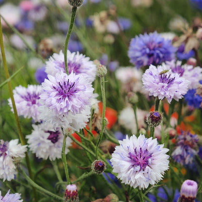 Pink frosty mix cornflower with blue and purple blooms in a garden background.