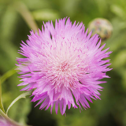 Pink and purple imperialis mix cornflowers with green leaves in a garden setting.