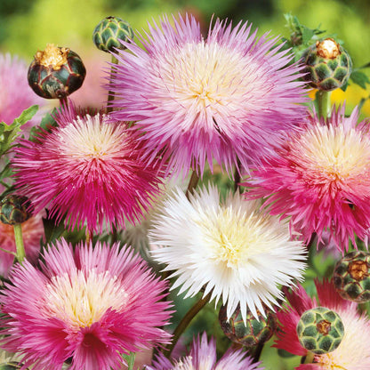 Pink imperialis mix cornflower in full bloom against a blurred garden background.