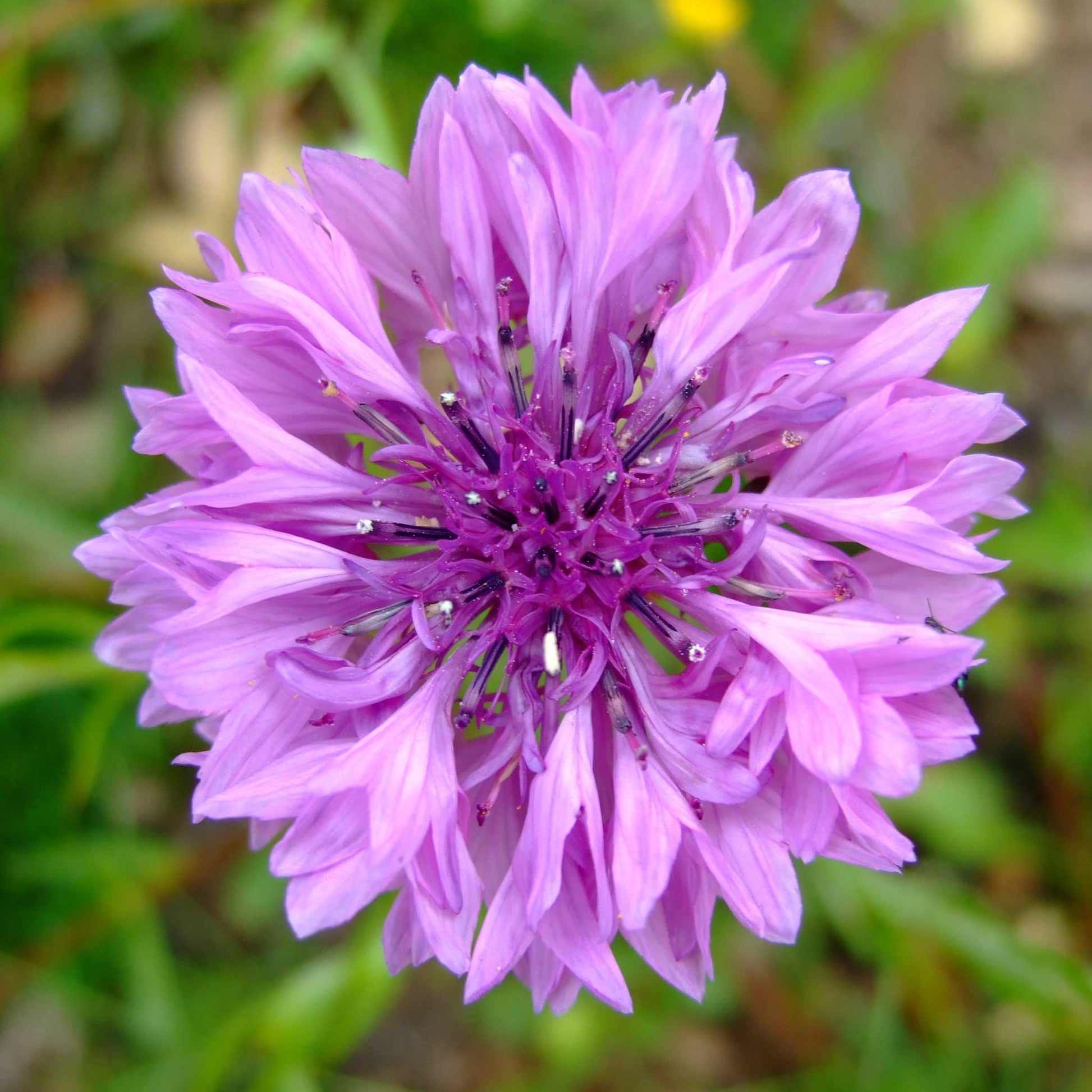 Mauve cornflower in full bloom against a soft blurred green background.