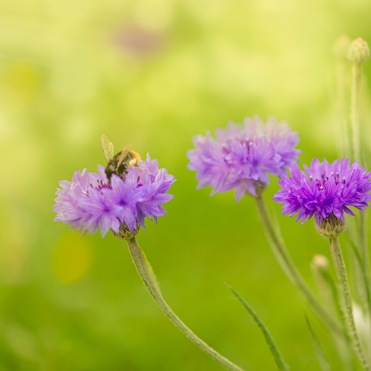 Purple mauve cornflowers with green foliage against a bright yellow-green background.