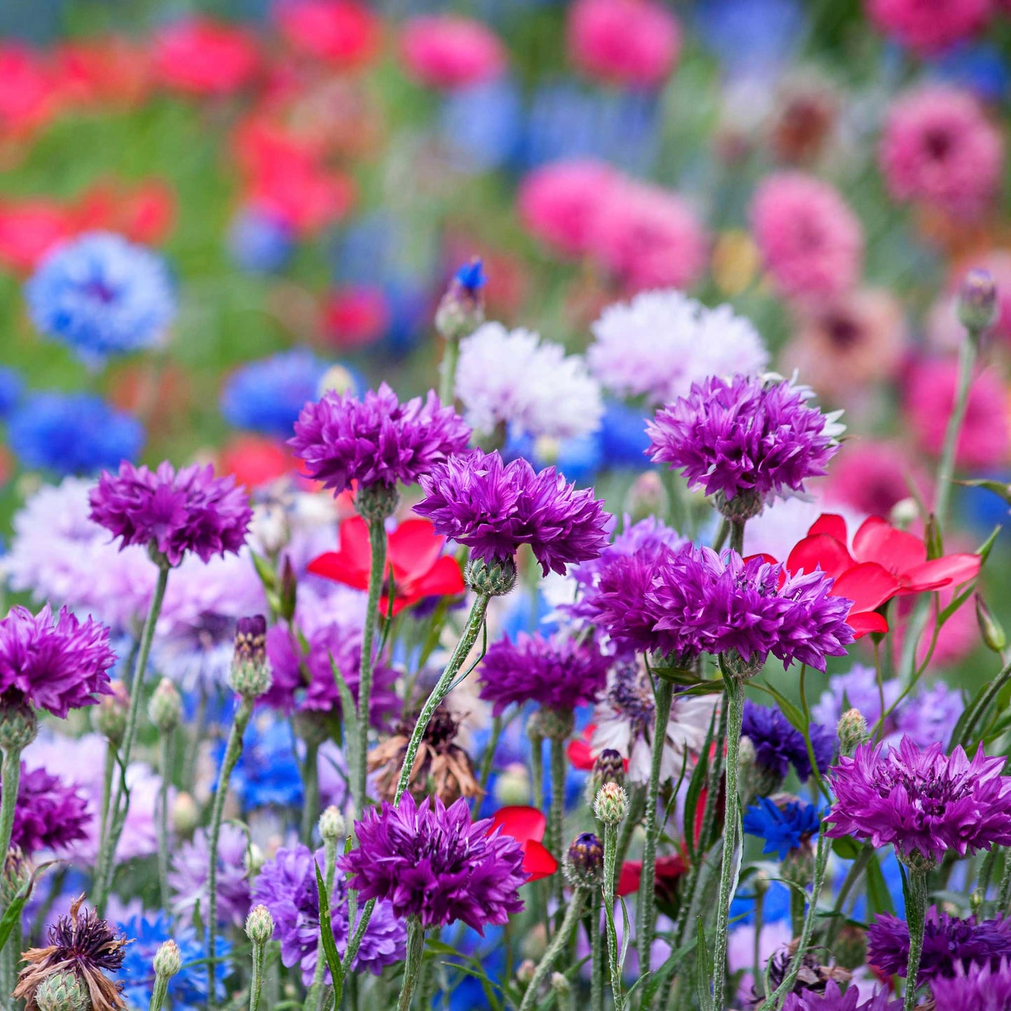 Mauve cornflowers in pink and purple tones growing in a colorful garden setting.