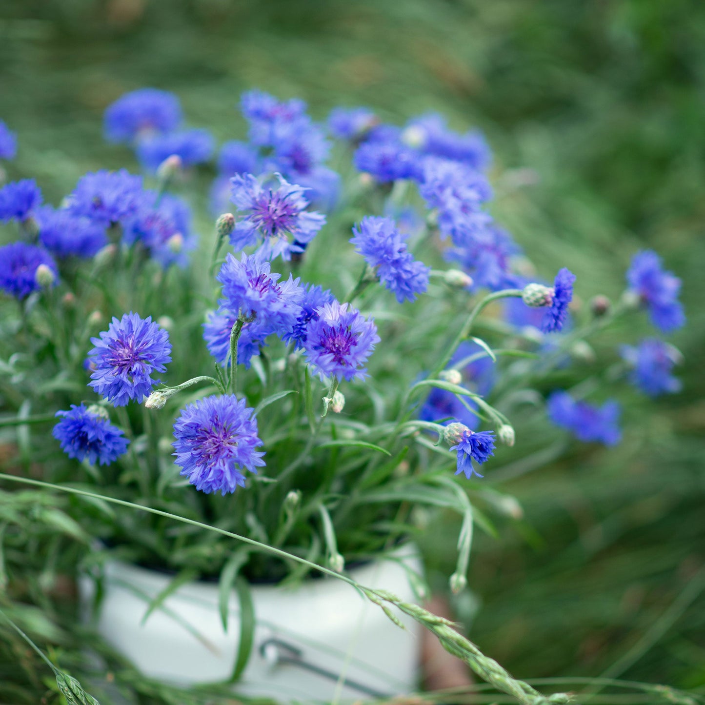 Blue tall cornflowers with green foliage growing in a bright open garden setting.