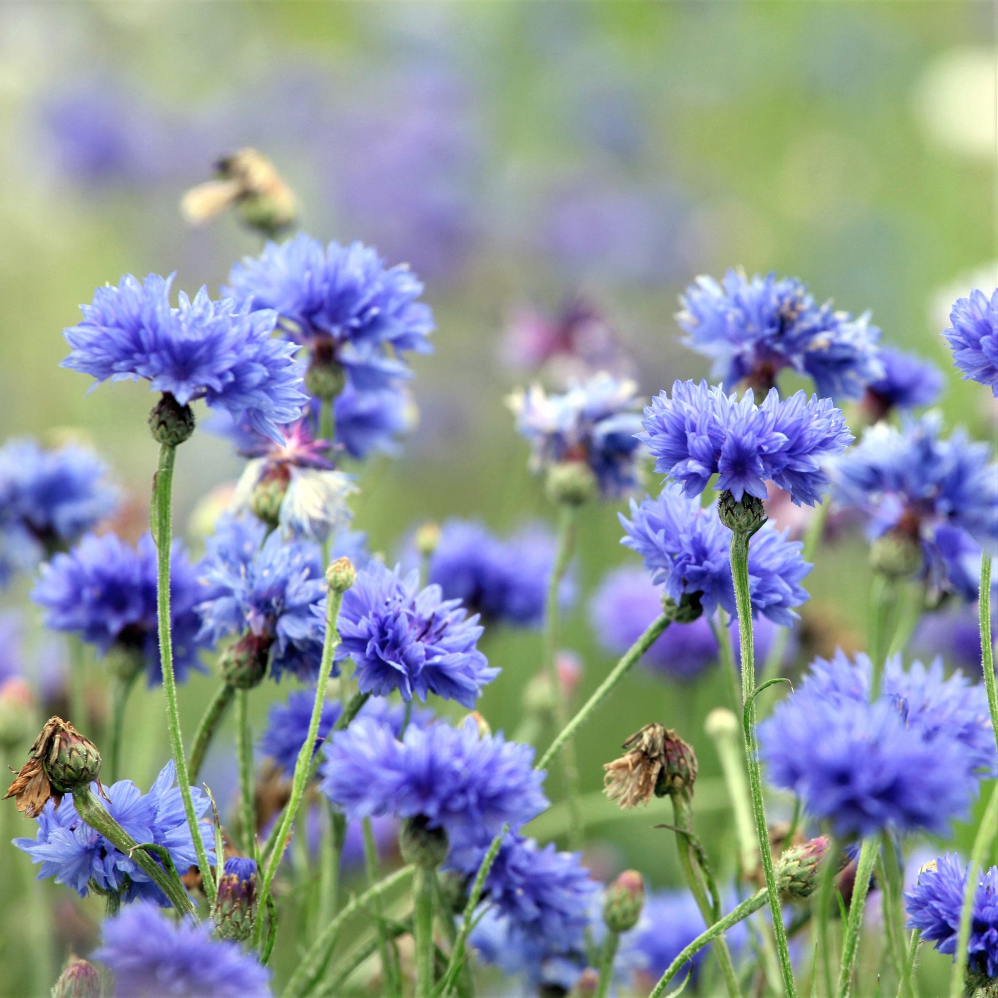 Blue tall cornflower in full bloom against a bright blurred green background.