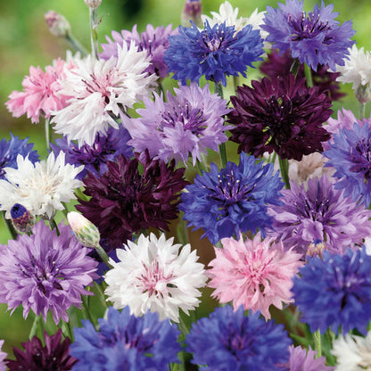 Pink, purple, and white tall mix cornflowers blooming against a blurred green background.