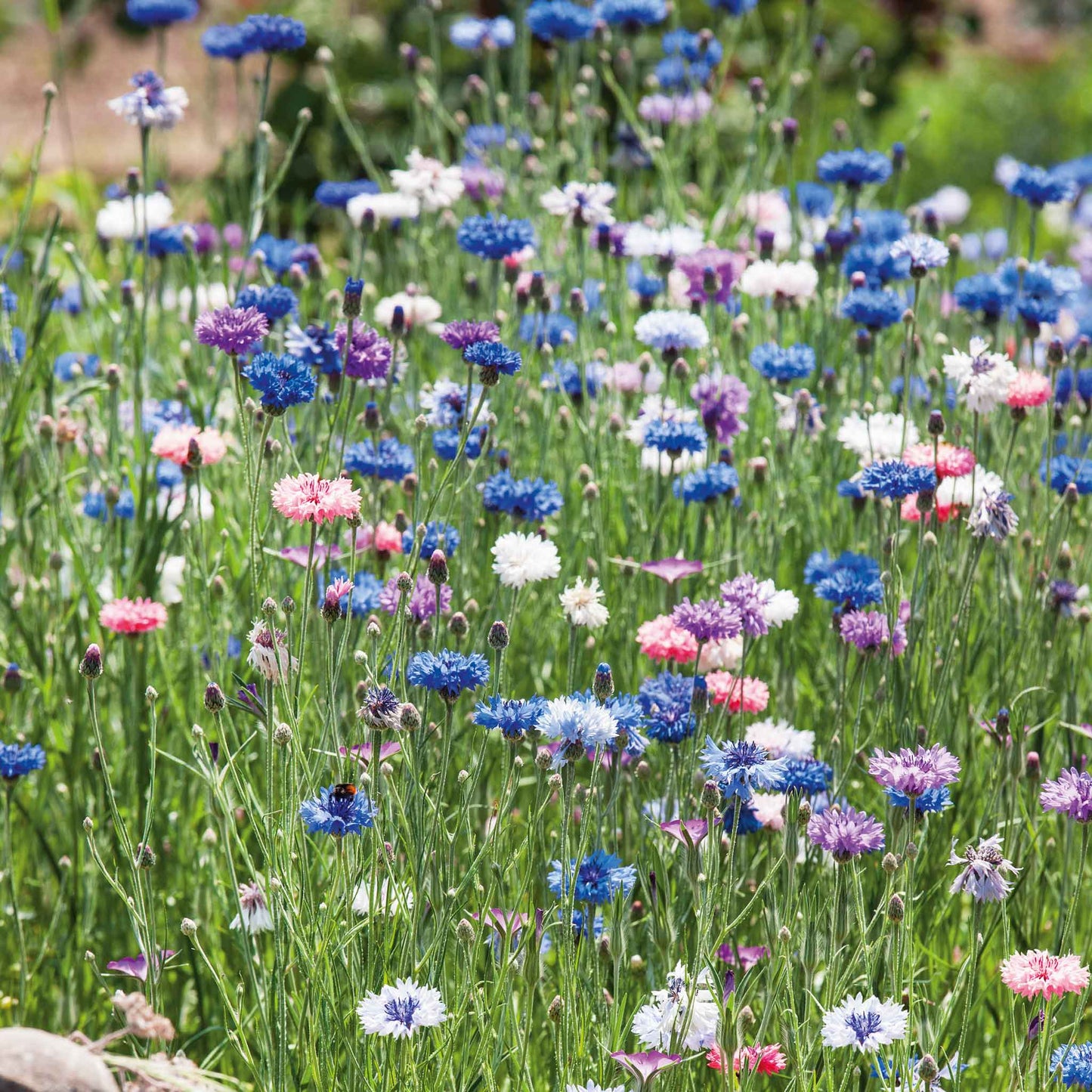 Blue and white tall mix cornflowers blooming across a sunny open garden field.