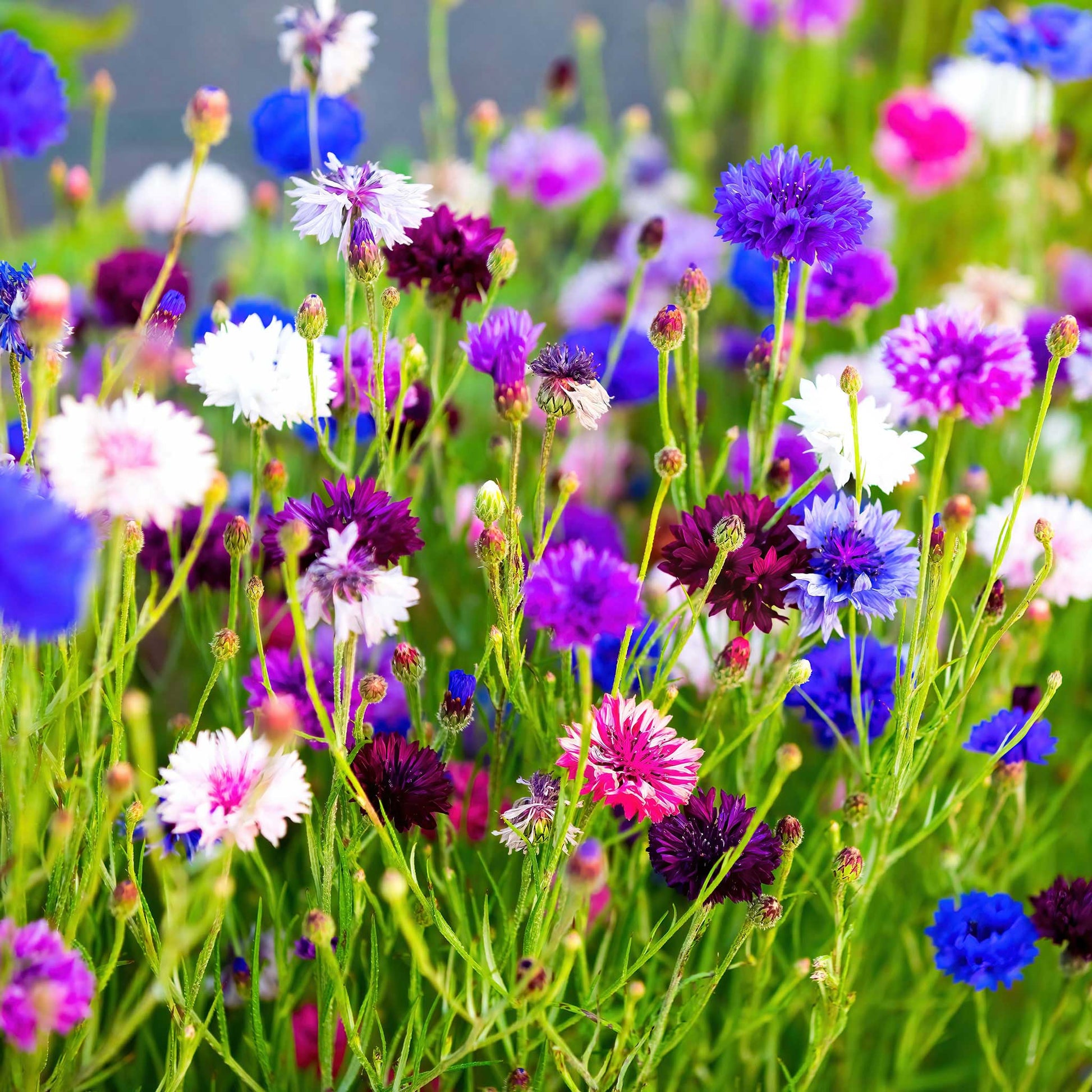 Pink and purple tall mix cornflowers in full bloom against a bright green background.