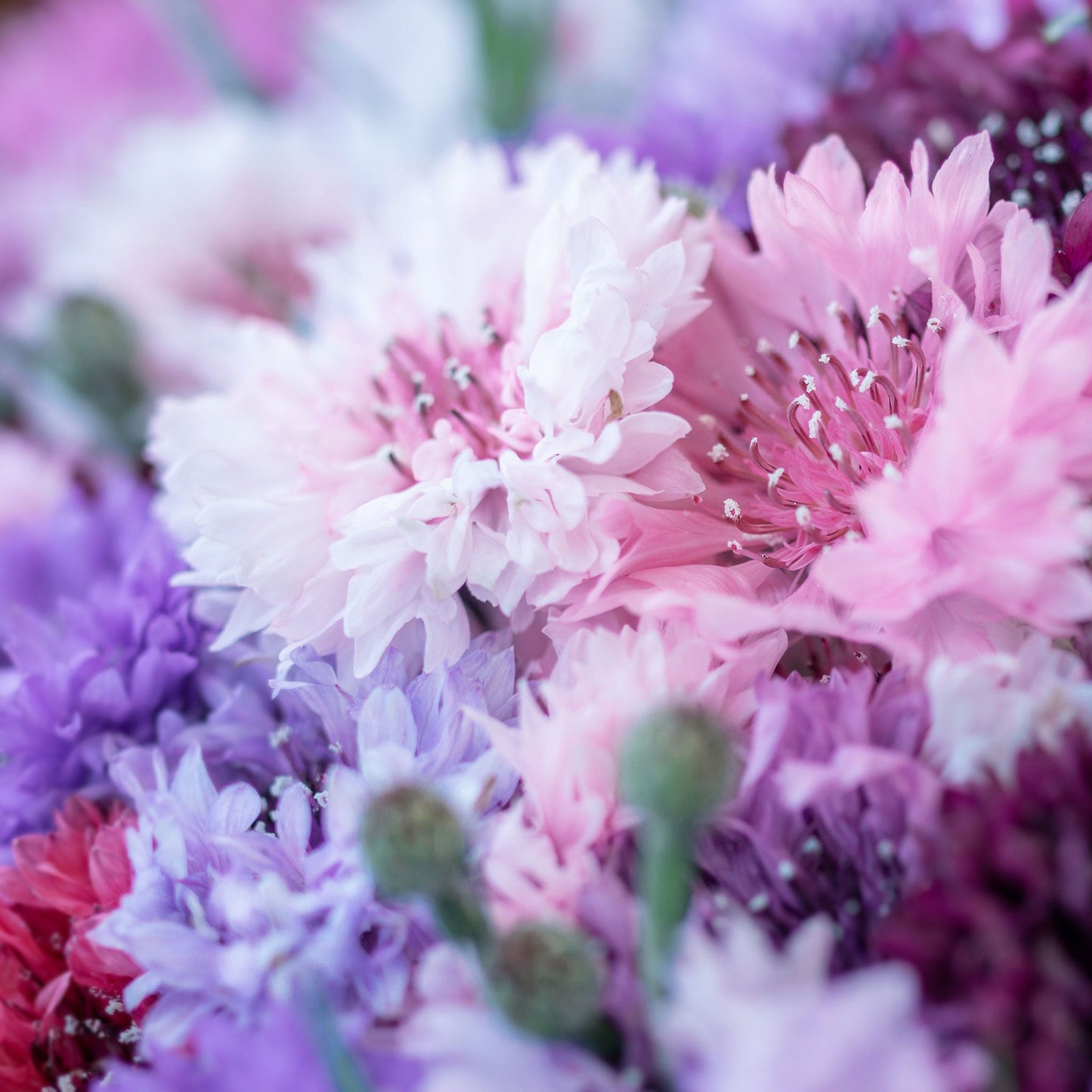 Pink tall mix cornflower in full bloom against a soft blurred background.