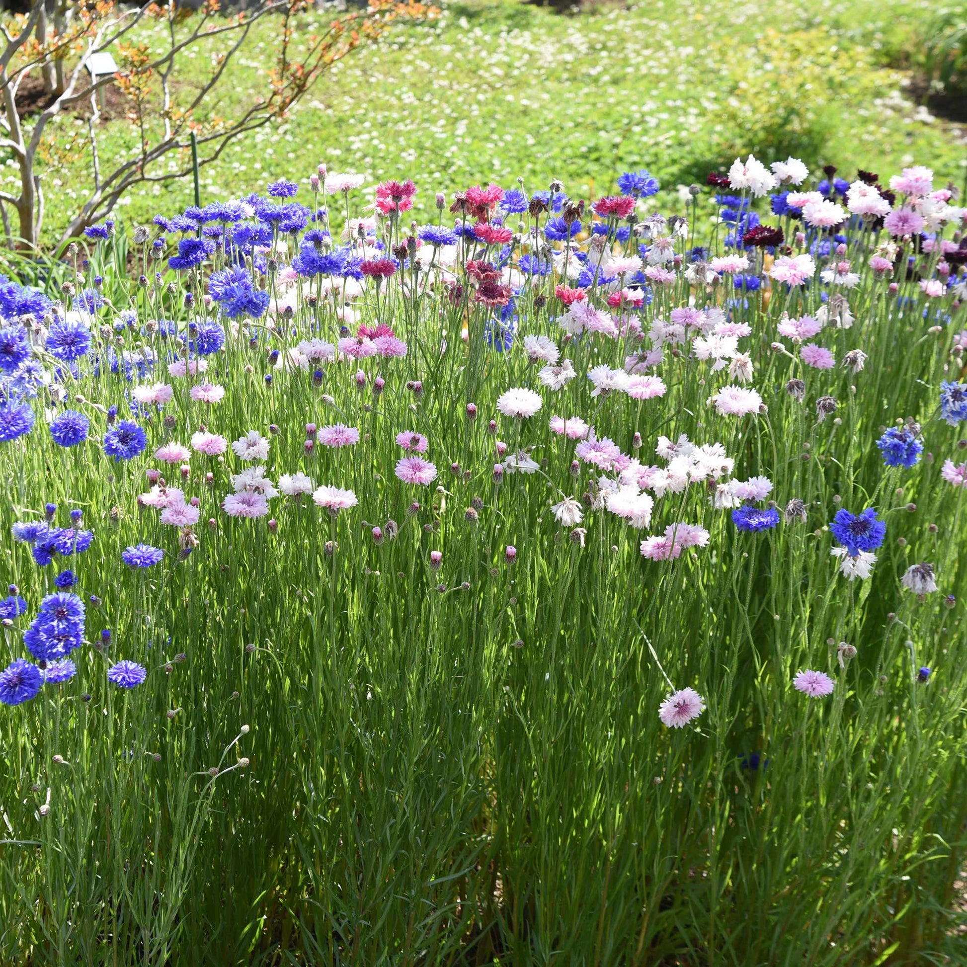 Pink, purple, and white tall mix cornflowers growing in a grassy green garden field.