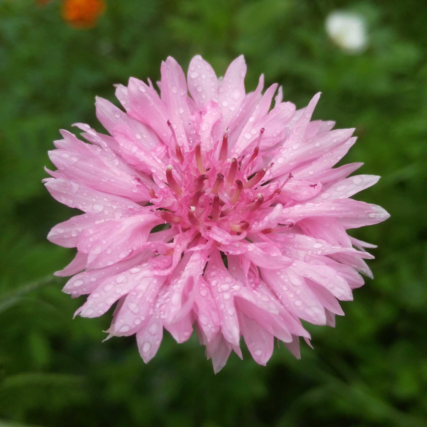 Pink tall cornflower in full bloom against a plain light background.
