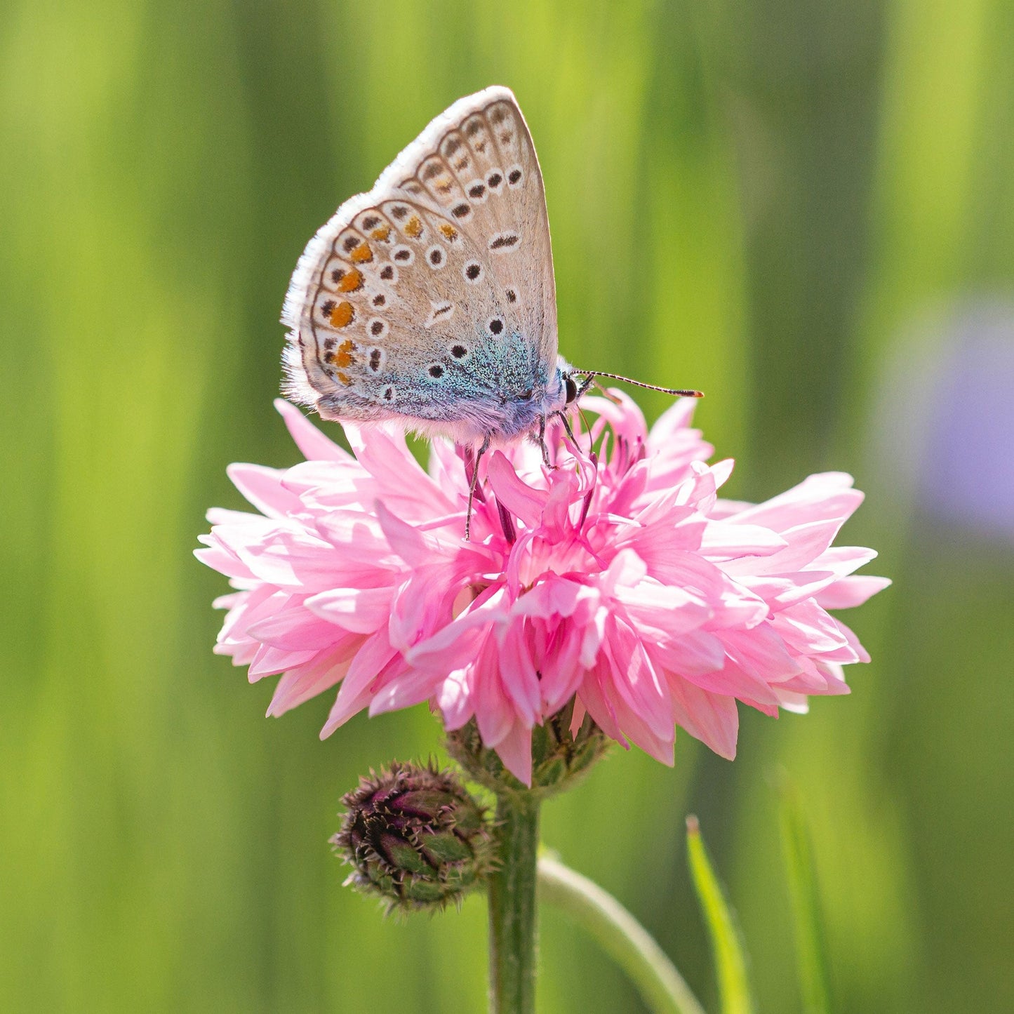 Pink tall cornflower with a butterfly against a soft blurred background.