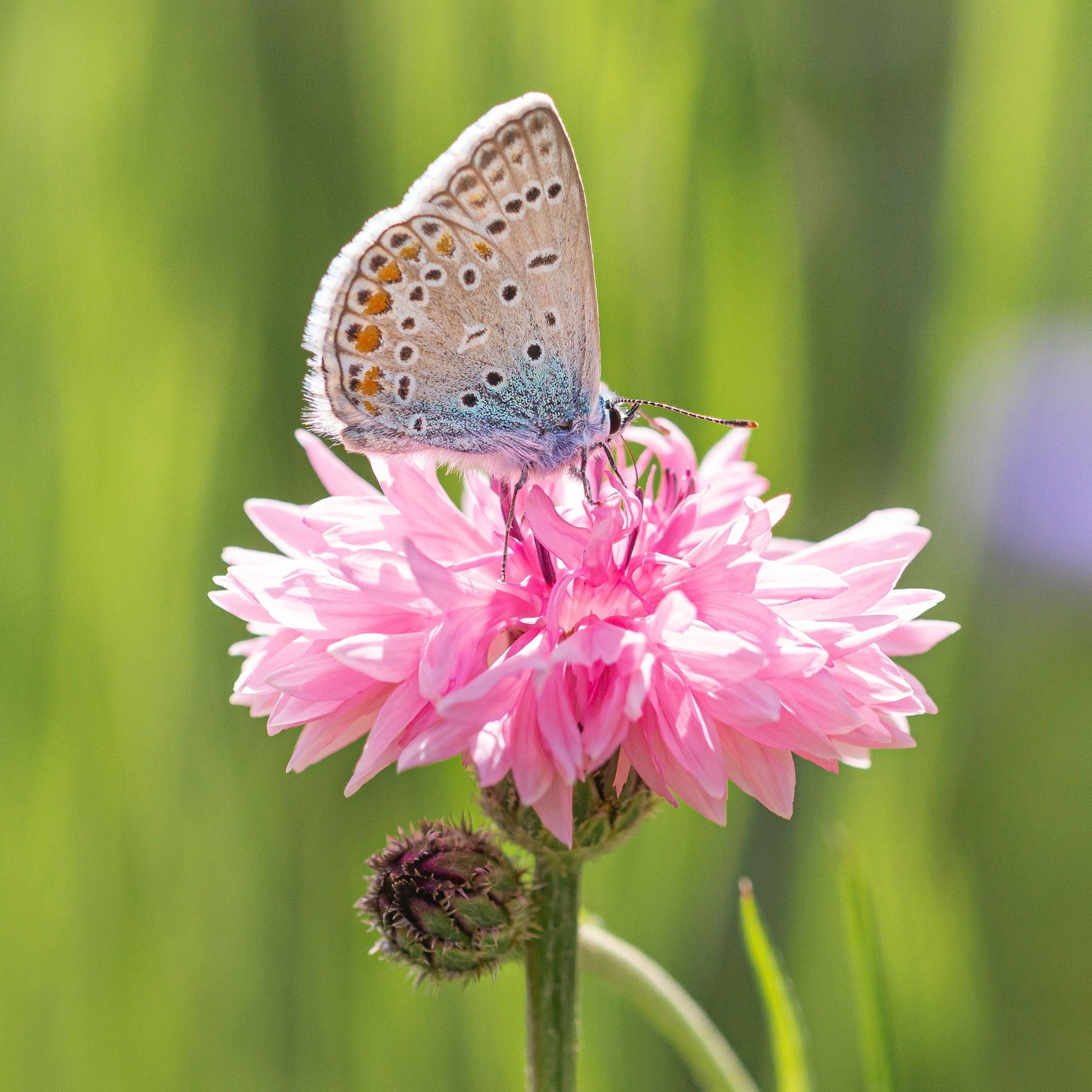 Pink tall cornflower with a butterfly against a soft blurred background.