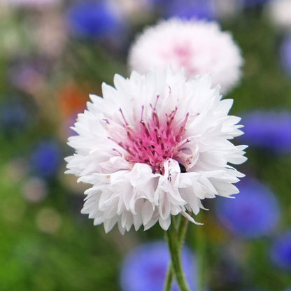 Pink tall cornflower with white blooms against a blurred green background.