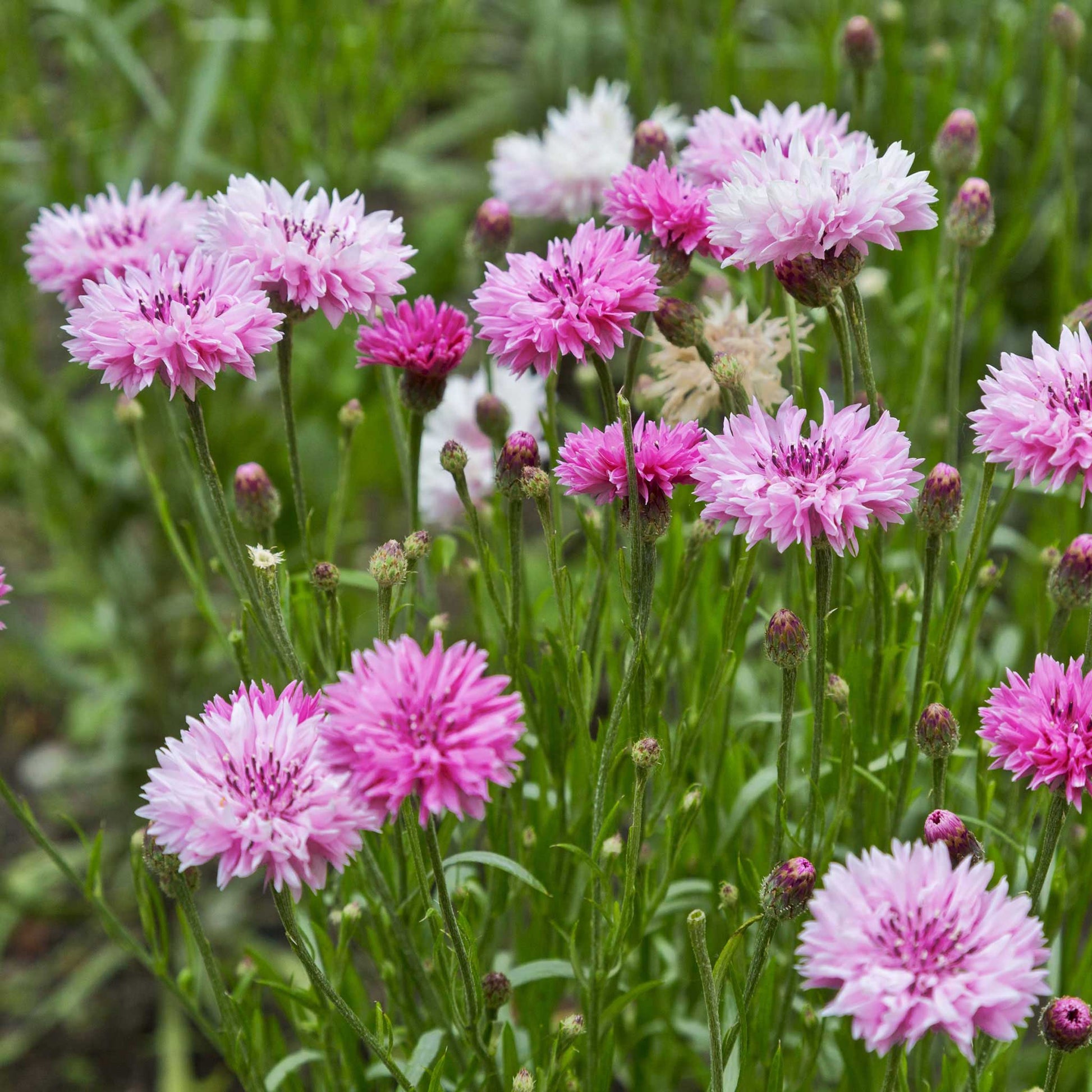 Pink tall cornflowers with green stems growing in a bright garden setting.