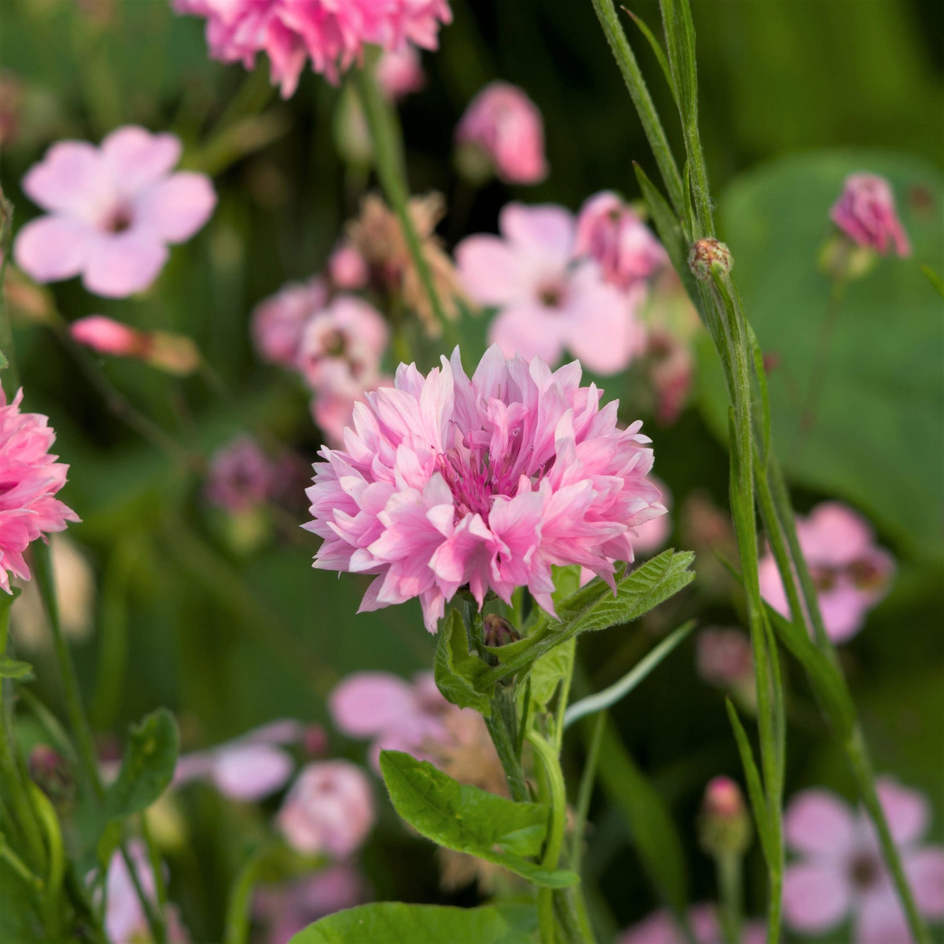 Pink tall cornflowers with small blooms growing in a green garden setting.
